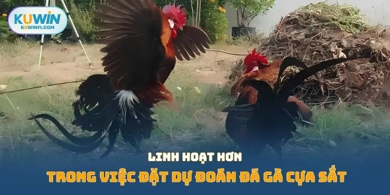 Linh hoạt hơn trong việc đặt dự đoán đá gà cựa sắt