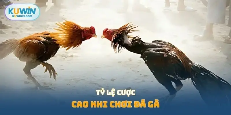 Tỷ lệ cược cao khi chơi đá gà 