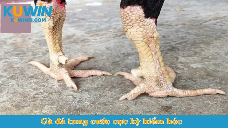 Gà đá tung cước cực kỳ hiểm hóc