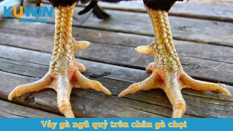 Vảy gà ngũ quỷ trên chân gà chọi